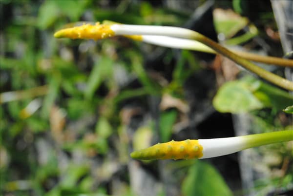 Orontium fistulosa