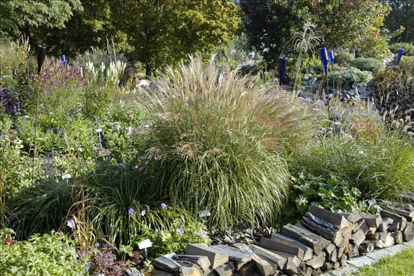 Miscanthus sinensis 'Adagio'