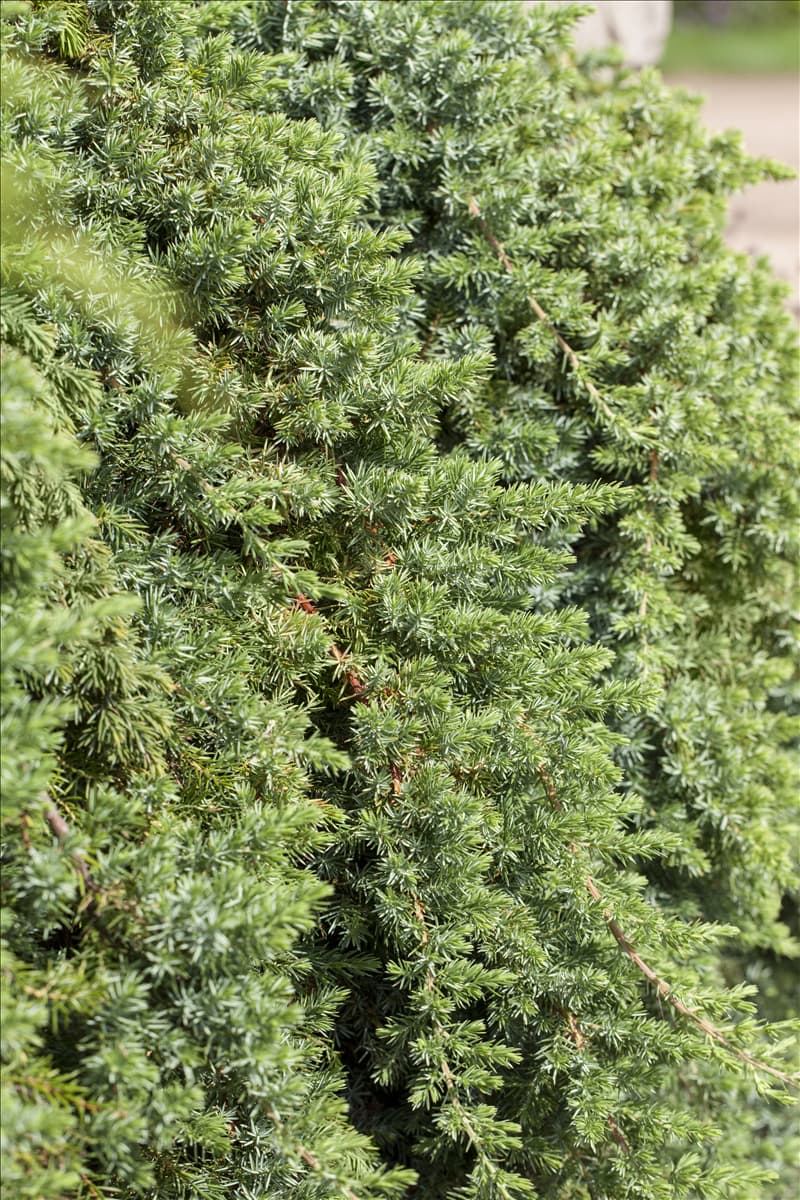 Juniperus conferta 'Blue Pacific'