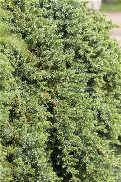 Juniperus conferta 'Blue Pacific'