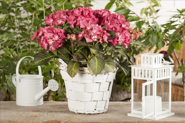 Hydrangea macrophylla 'Baroque Angel'®