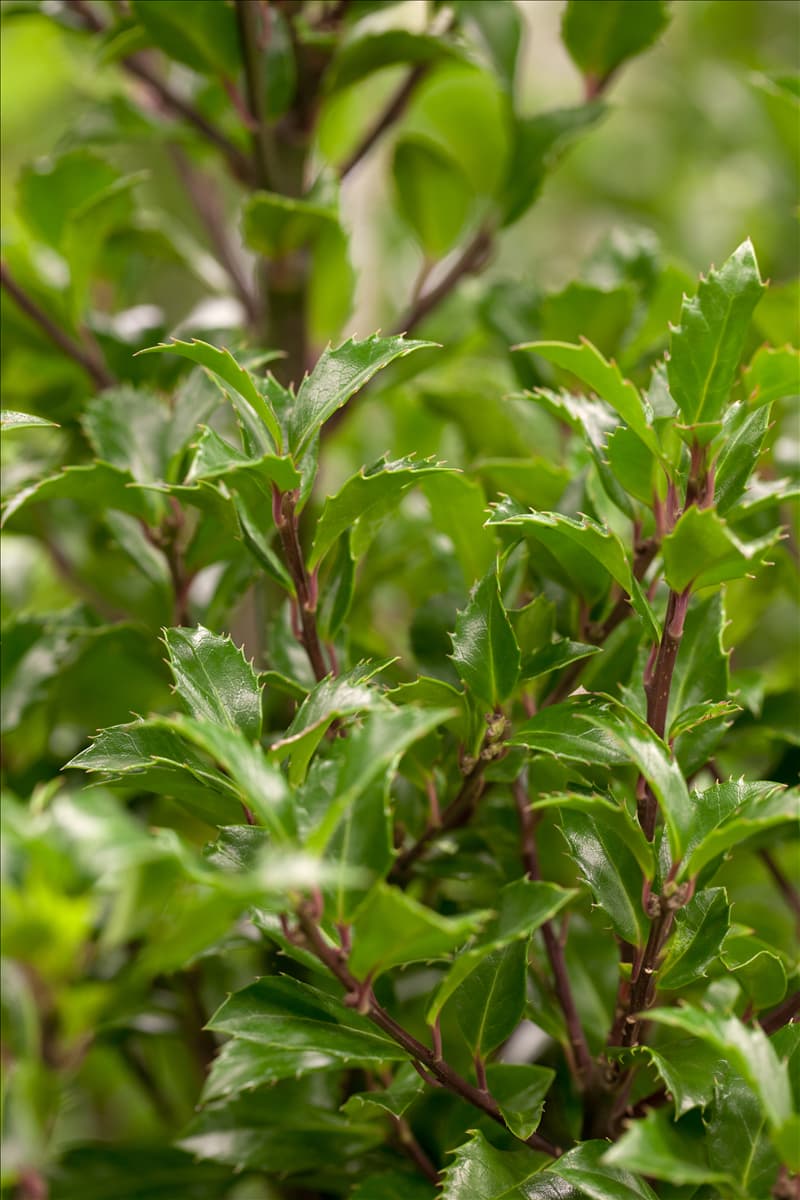 Ilex meserveae 'Heckenfee'®(s)