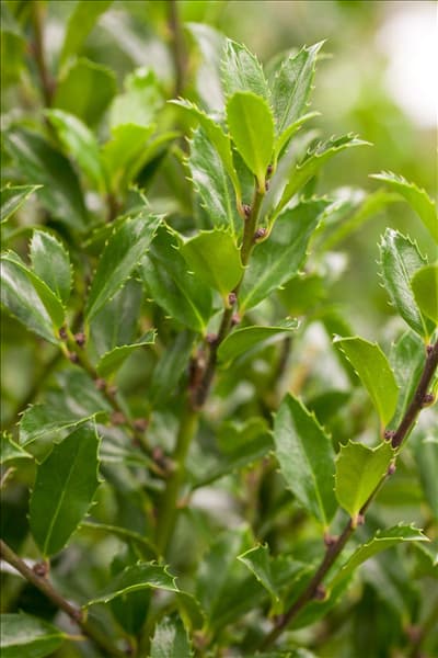 Ilex meserveae 'Heckenfee'®, Stamm