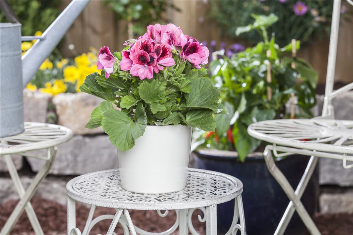 Pelargonium grandiflorum