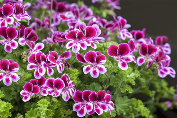 Pelargonium grandiflorum