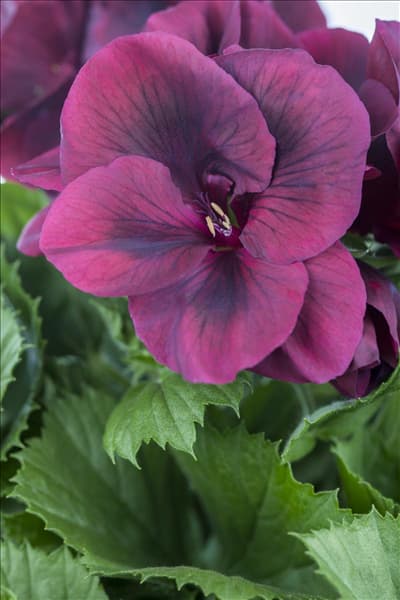 Pelargonium grandiflorum