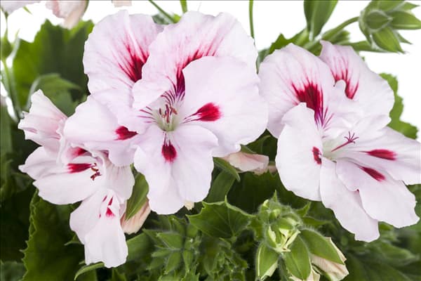 Pelargonium grandiflorum