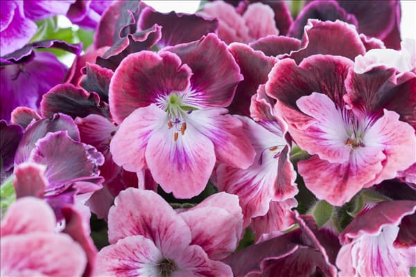 Pelargonium grandiflorum