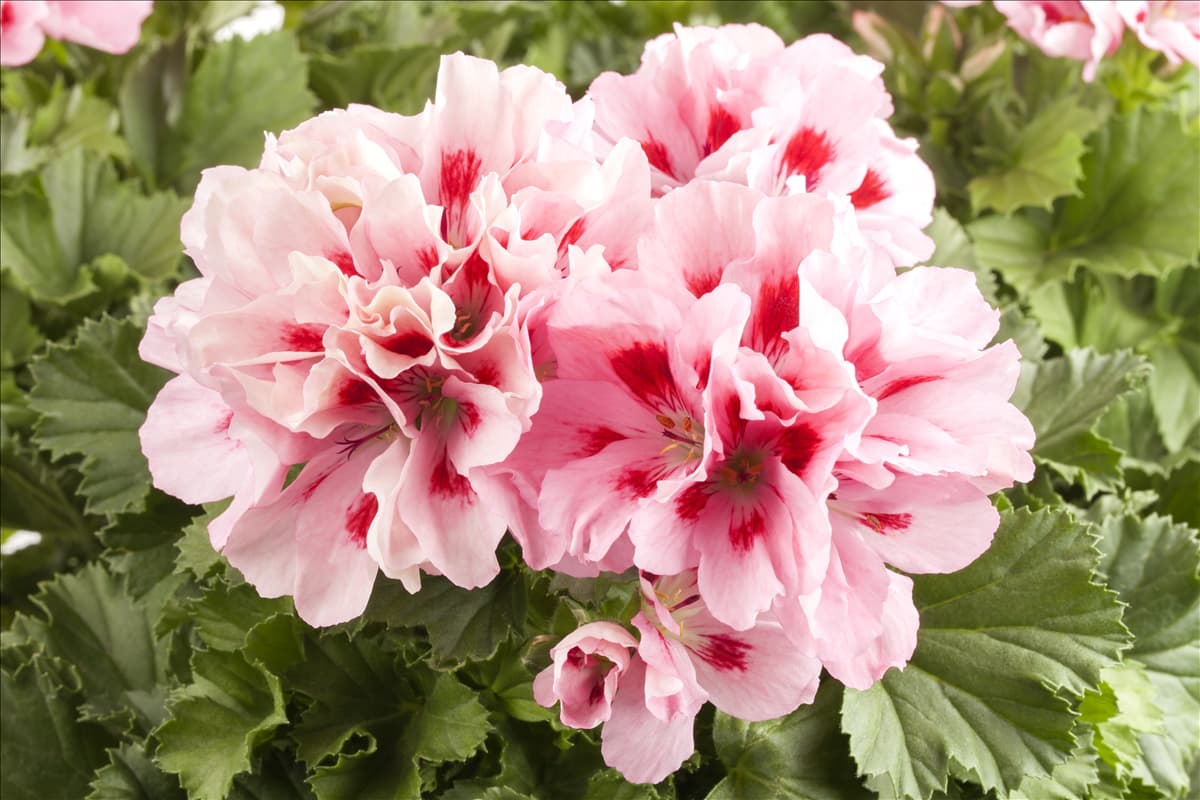 Pelargonium grandiflorum