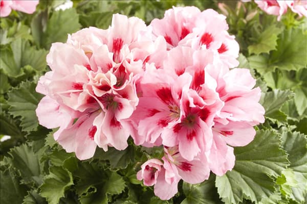 Pelargonium grandiflorum, rosa