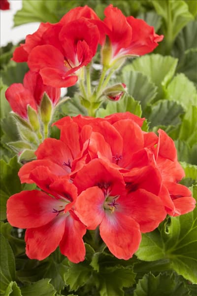 Pelargonium grandiflorum