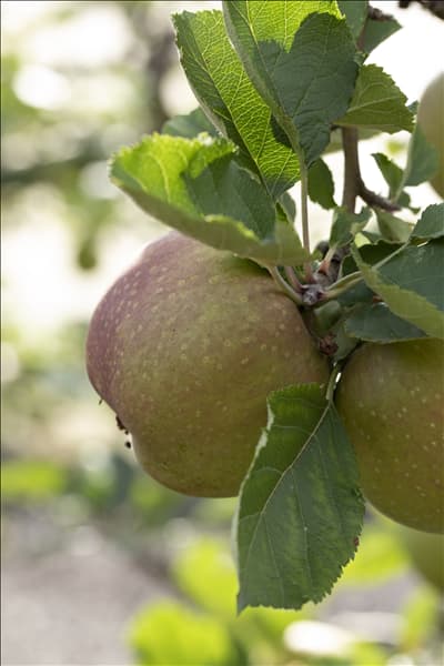 Malus domestica 'Roter Boskoop'