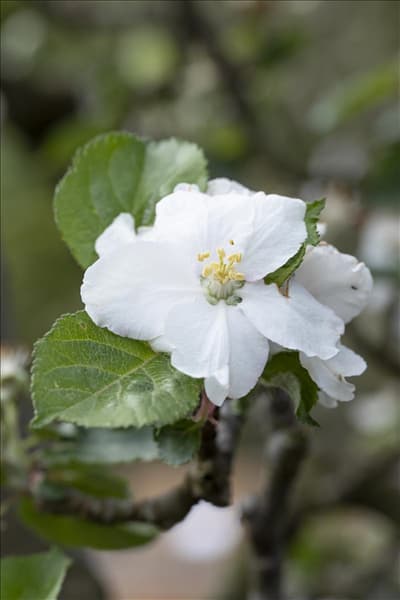 Malus domestica 'Roter Boskoop'