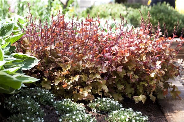 Heuchera 'Marmalade'(s)