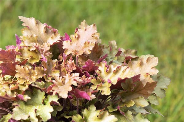Heuchera 'Marmalade'(s)