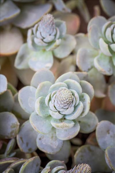 Orostachys iwarenge