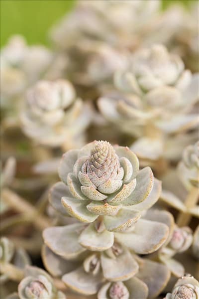 Orostachys iwarenge
