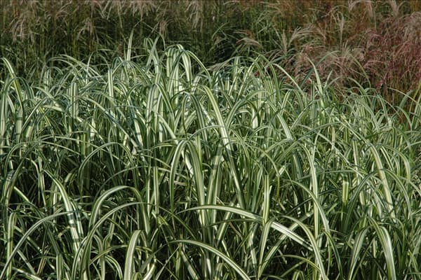 Miscanthus sinensis 'Cabaret'