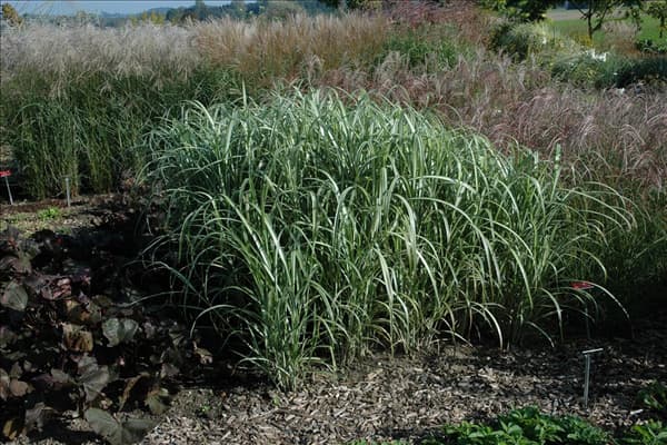 Miscanthus sinensis 'Cabaret'