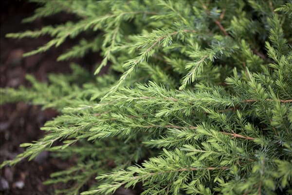 Juniperus conferta 'Schlager'