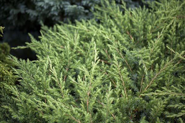 Juniperus conferta 'Schlager'