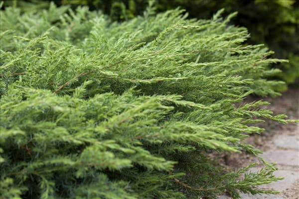 Juniperus conferta 'Schlager'
