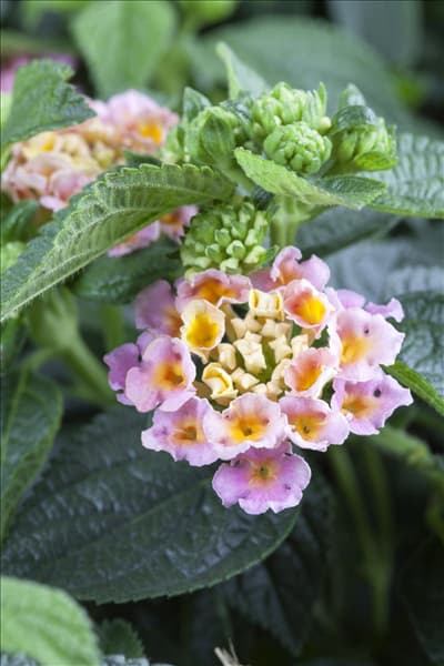 Lantana camara
