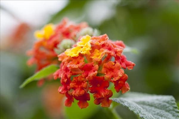 Lantana camara