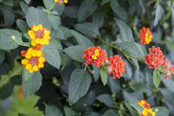 Lantana camara