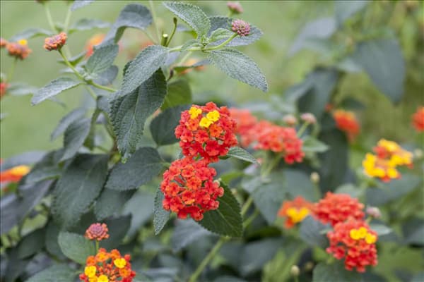Lantana camara