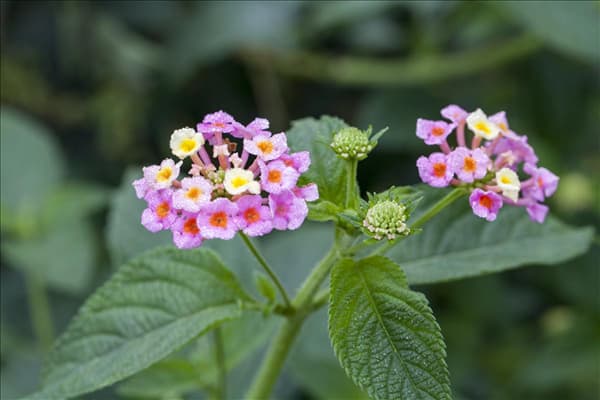 Lantana camara