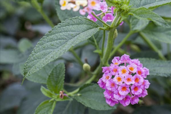 Lantana camara