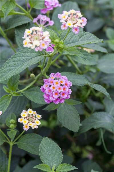 Lantana camara