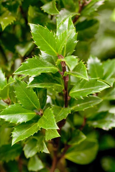Ilex meserveae 'Heckenpracht'(s)