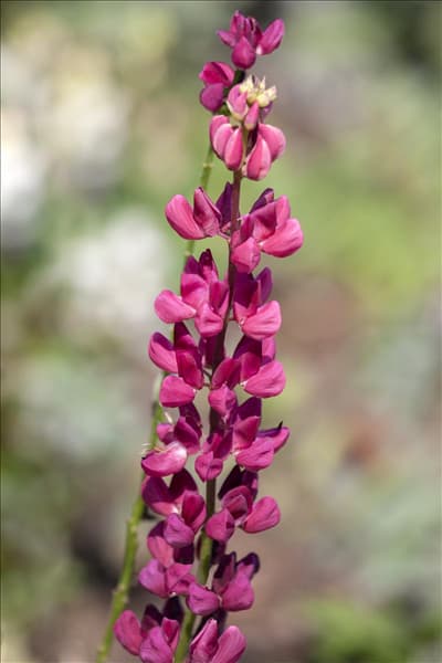 Lupinus polyphyllus 'Nanus Gallery Red'