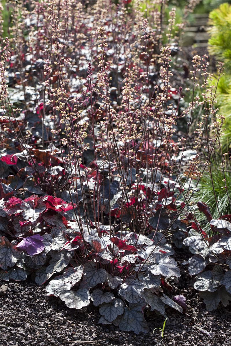 Heuchera micrantha 'Silver Scrolls'
