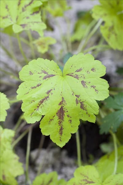 Heuchera micrantha