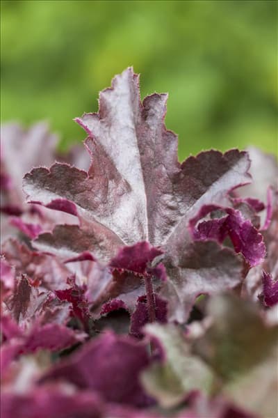 Heuchera micrantha 'Chocolate Ruffles'