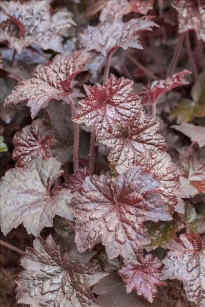 Heuchera micrantha