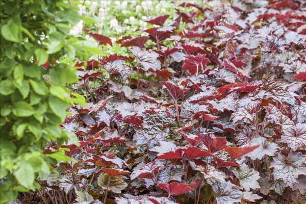 Heuchera micrantha