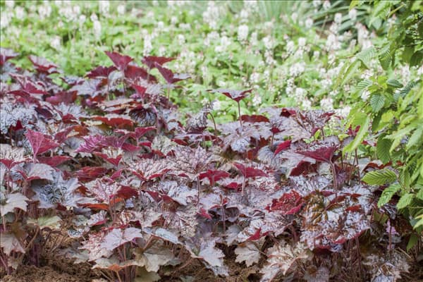 Heuchera micrantha
