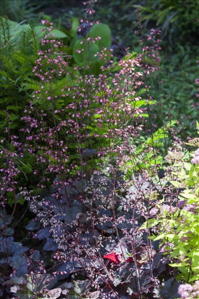 Heuchera micrantha 'Regina'