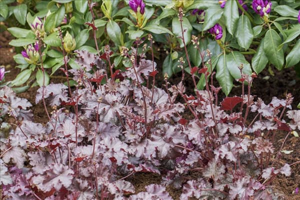 Heuchera micrantha