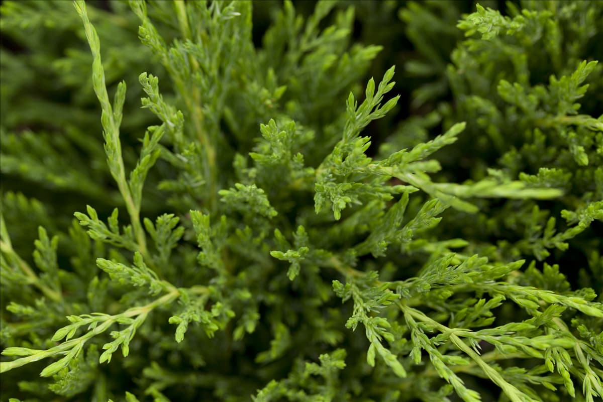 Juniperus horizontalis 'Andorra Compact'