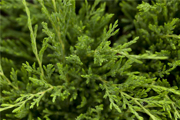 Juniperus horizontalis