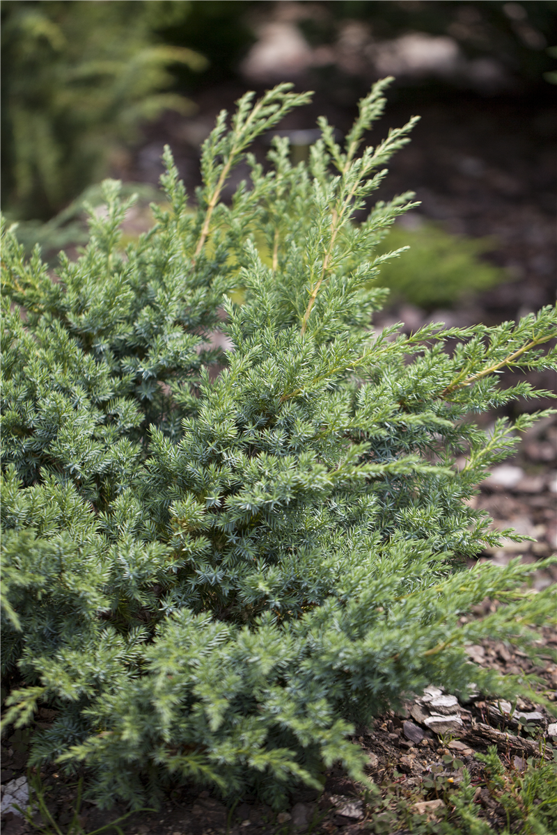 Juniperus horizontalis 'Andorra Compact'