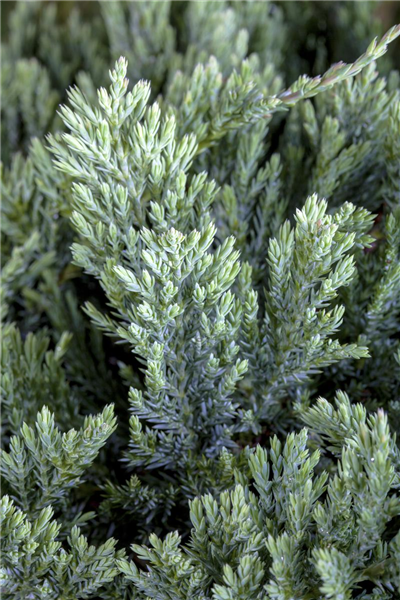 Juniperus horizontalis 'Blue Chip'