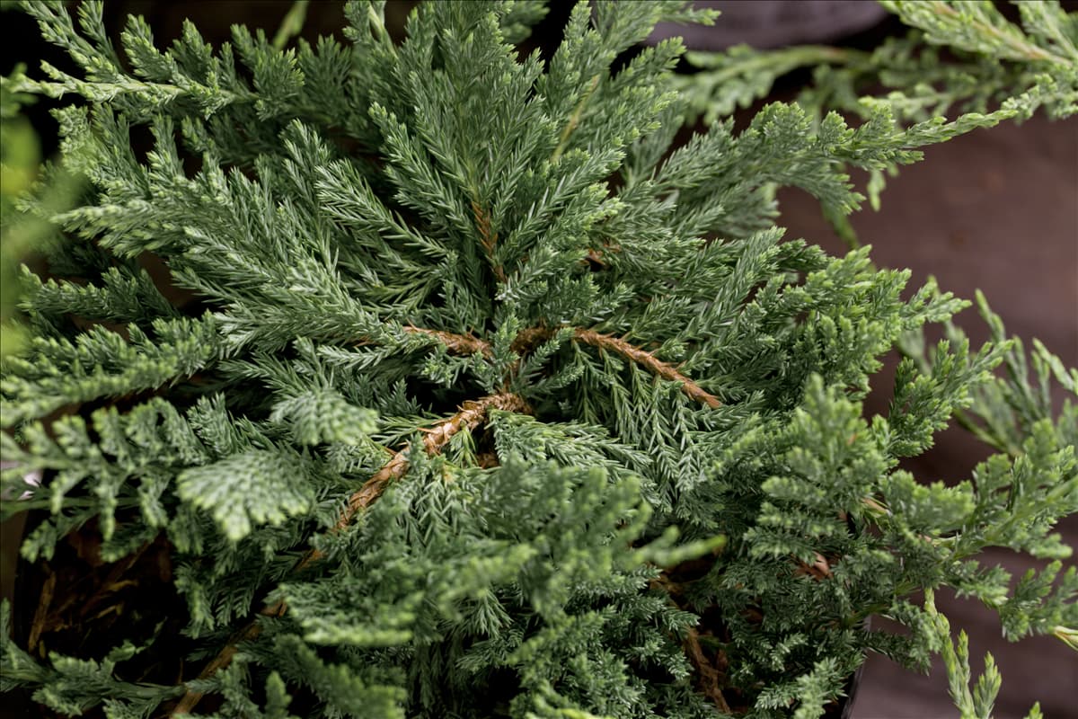 Juniperus horizontalis