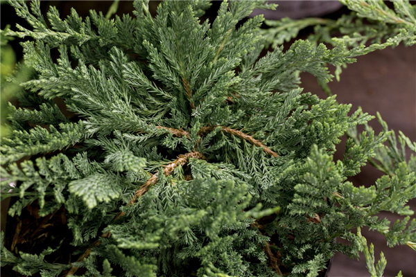Juniperus horizontalis 'Blue Chip'