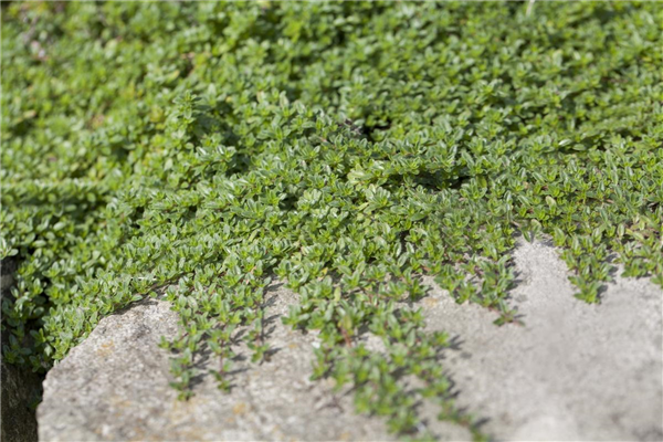 Juniperus horizontalis